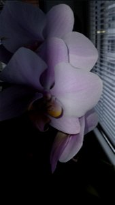 orchids_orhidee-2023_0228_133652 photo