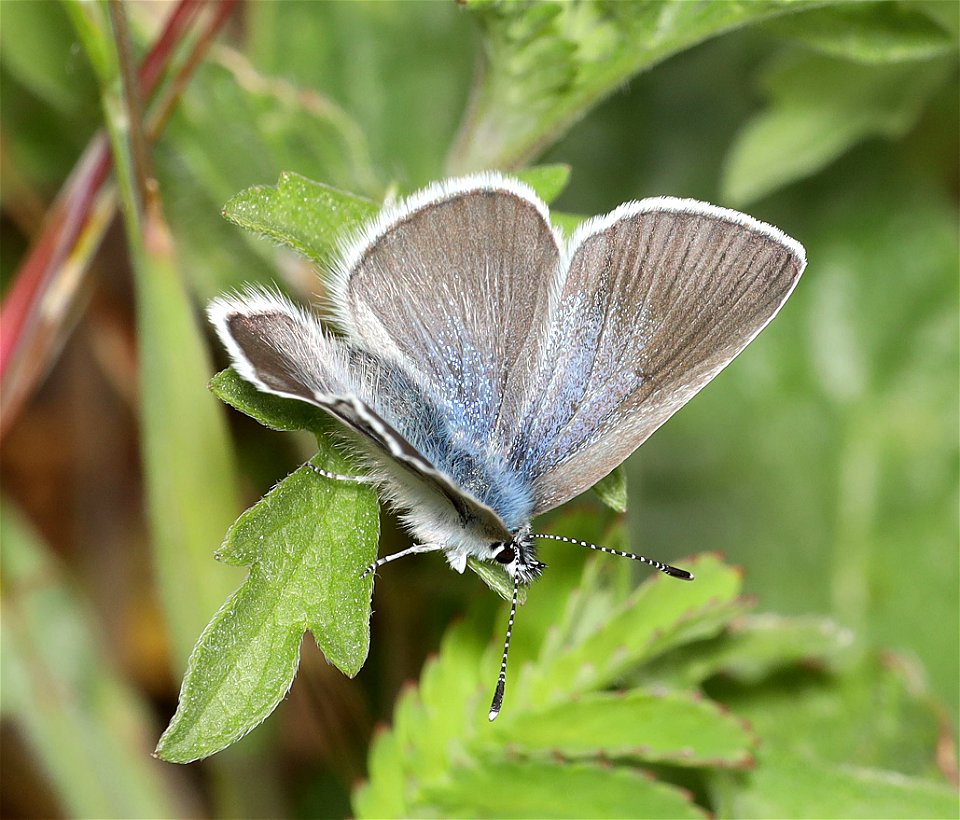 BLUE, SILVERY (Glaucopsyche lygdamus) (05-15-2022) male, robertson's bridge county park, josephine co, or -03