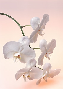 Close up shot of beautiful white orchid flower