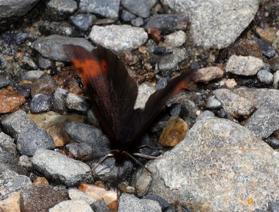 ALPINE, VIDLER'S (Erebia vidleri) (07-17-2022) hart pass-slate peak, okanogan co, wa -02