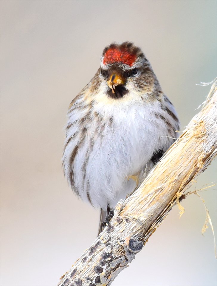 Common redpoll at Seedskadee National Wildlife Refuge