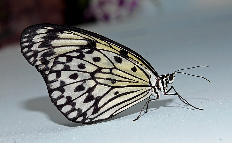 Idea leuconoe leuconoe
