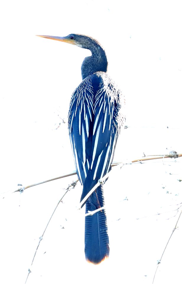 174 - ANHINGA (12-24-2021) u of texas brownsville campus, brownsville, cameron co, tx -03