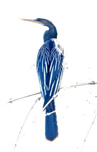 174 - ANHINGA (12-24-2021) u of texas brownsville campus, brownsville, cameron co, tx -03