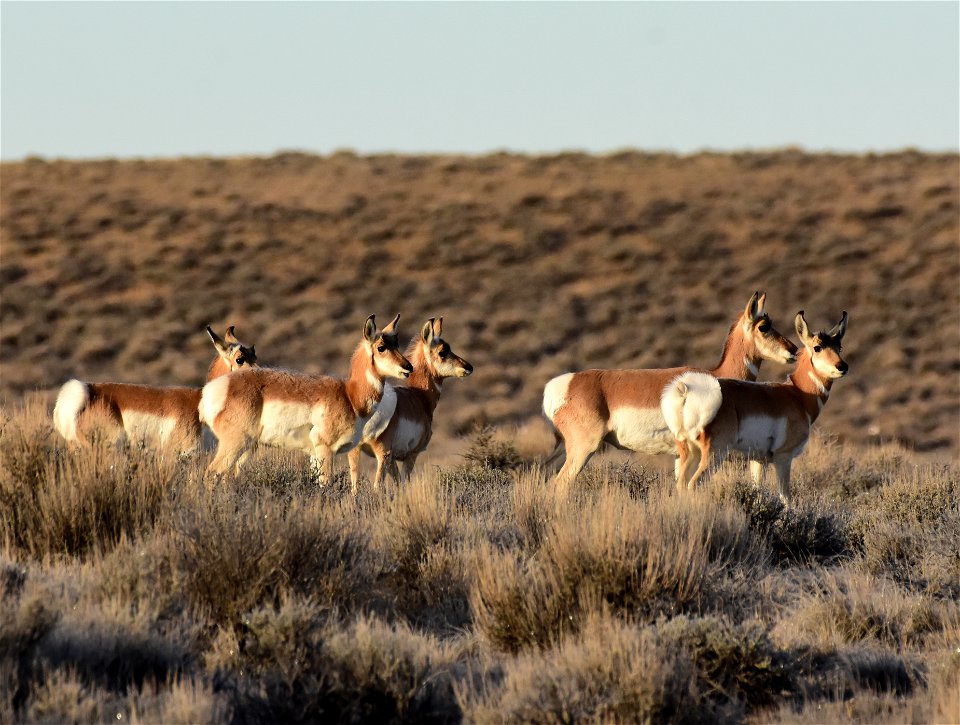 Pronghorn at Seedskadee National Wildlife Refuge