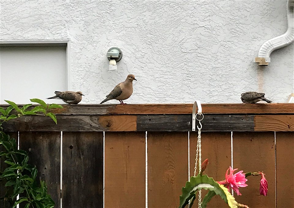 Mourning Doves photo