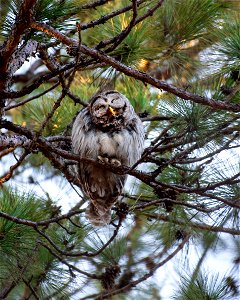 Barred owl