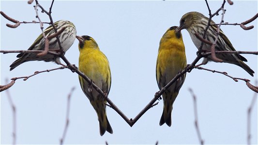 Das Erlenzeisig-Pärchen hat ein Date auf der Birke