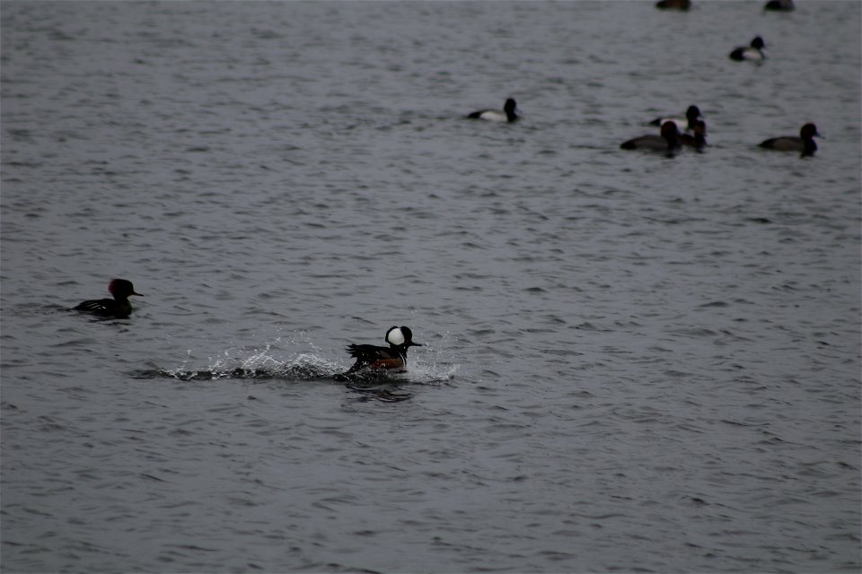 Hooded Merganser Lake Andes National Wildlife Refuge South Dakota