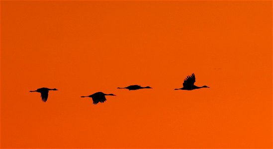 Sandhill Cranes at Sunset Huron Wetland Management District South Dakota photo