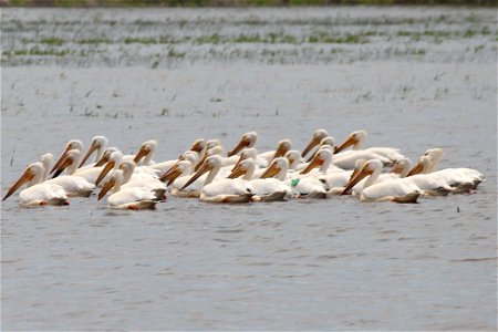 White Pelicans photo