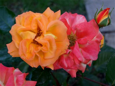 bisSfMariaTurda_20070517_066