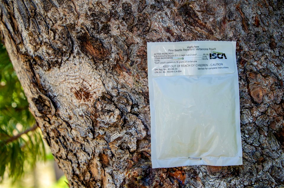 Verbenone Packet on Whitebark photo