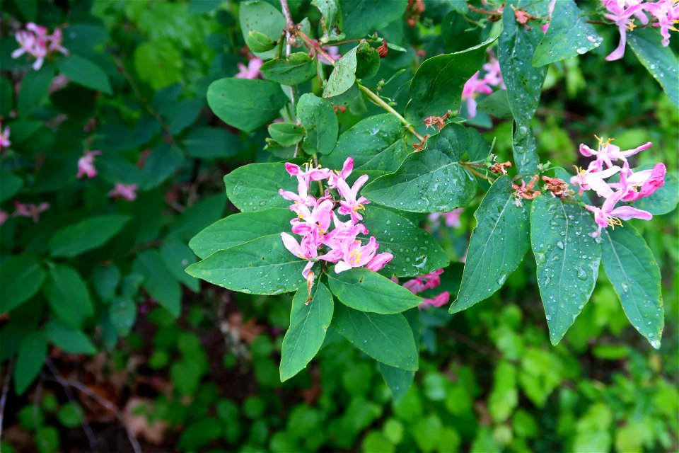 japanes_garden_rain_Herastrau (69)