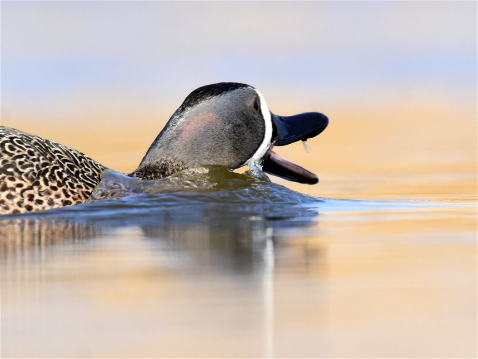 Blue-winged teal at Seedskadee National Wildlife Refuge