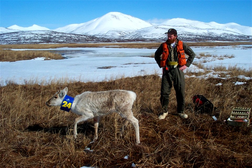 andy a with nushagak caribou