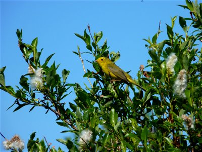 Wilson's warbler photo