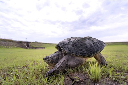 Common Snapping Turtle (Chelydra serpentina)on a Walk photo