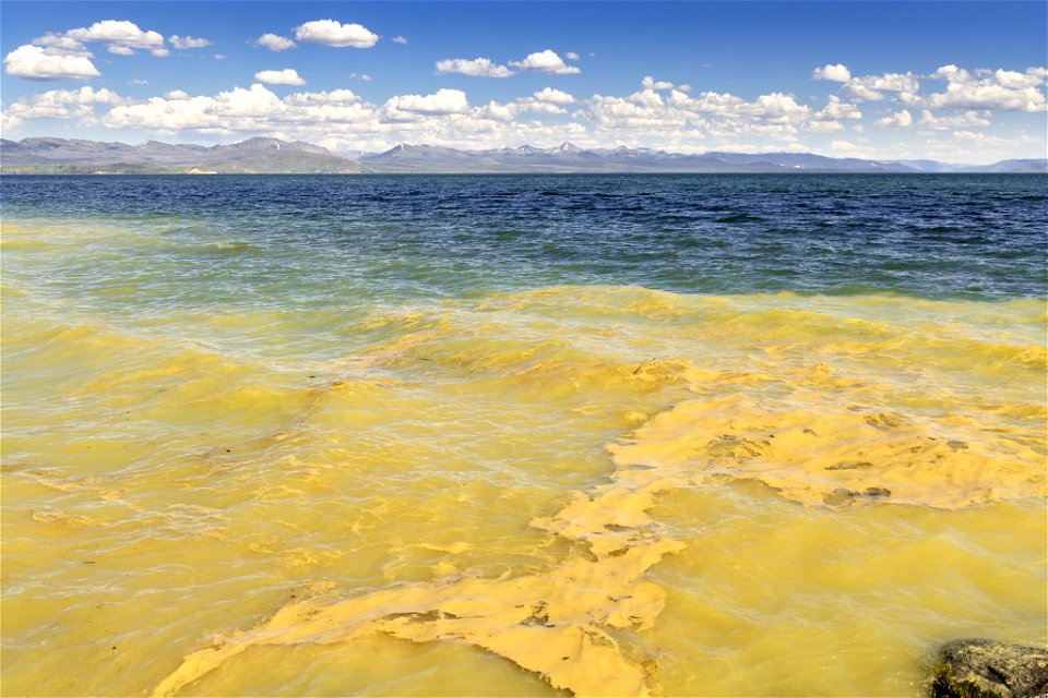 Pollen drifting in Yellowstone Lake