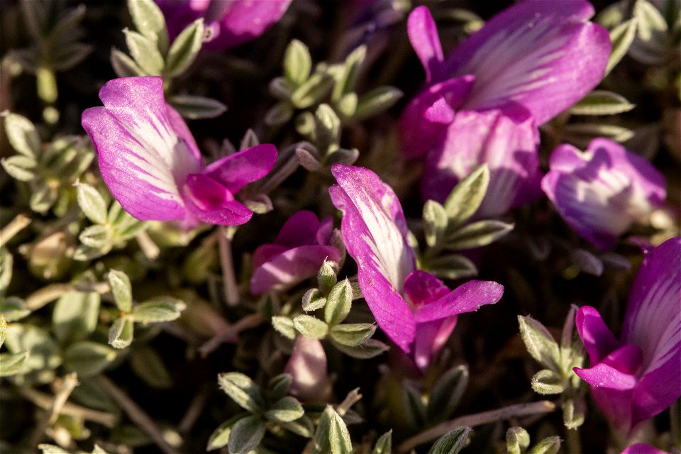 Astragalus wittmannii