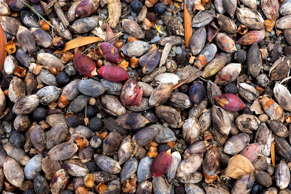 Ground cover with red seeds
