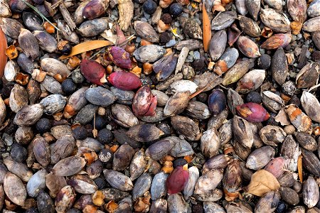 Ground cover with red seeds