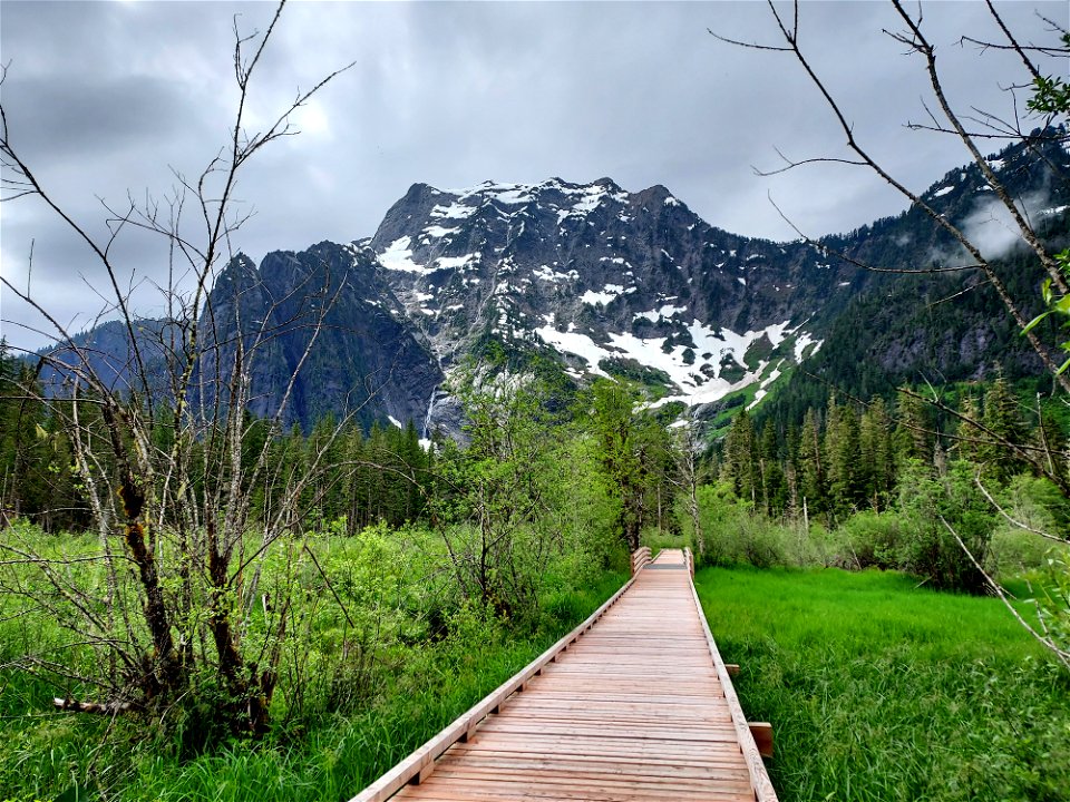 Boardwalk at Big Four, Mt. Baker-Snoqualmie National Forest. Photo by Anne Vassar June 14, 2021.