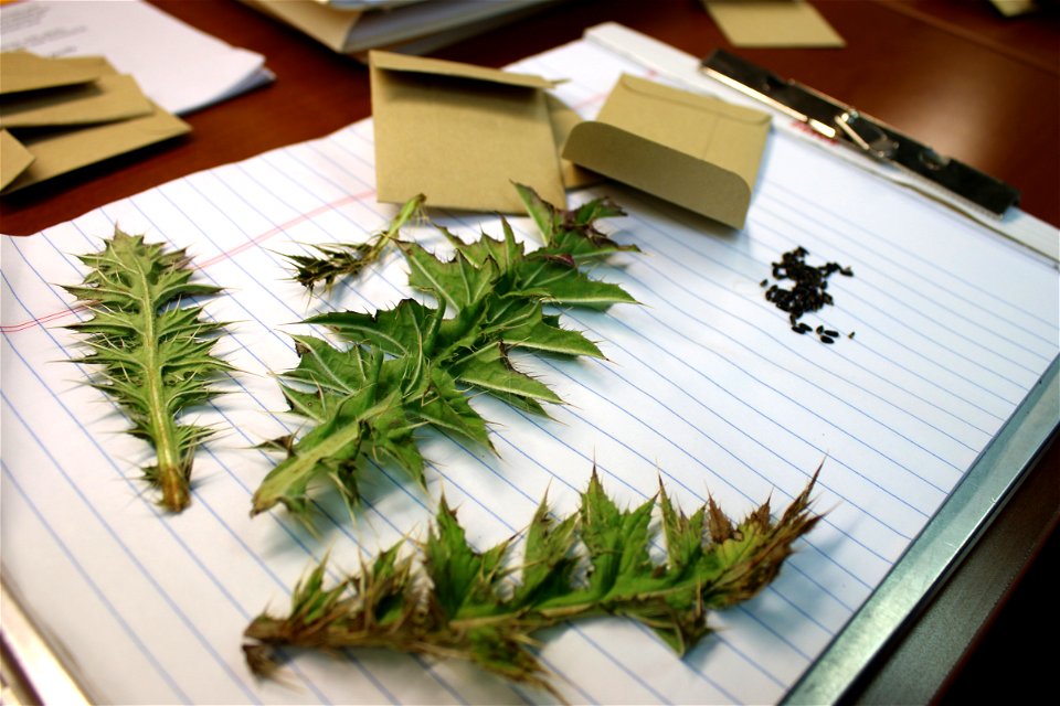 La Graciosa thistle seeds and leaves.