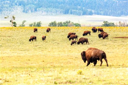 Bison grazing in Lamar Valley