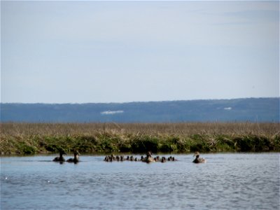 Common eider creche