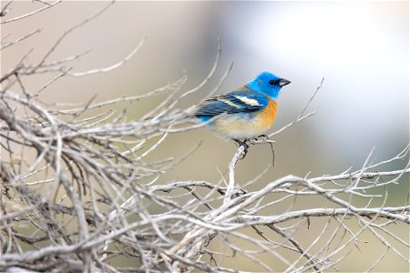 Lazuli bunting (Passerina amoena) perched in a sagebrush bush