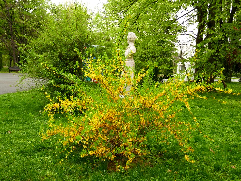 Herestrau Park in spring (39)