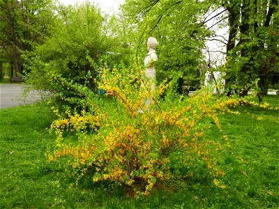 Herestrau Park in spring (39)