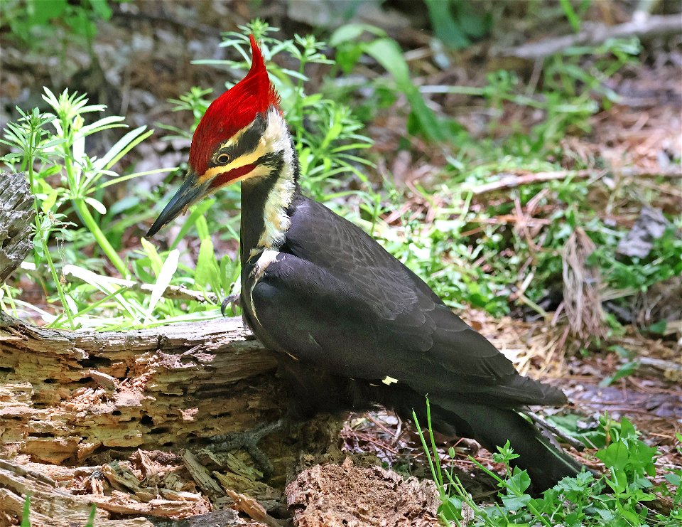 544 - PILEATED WOODPECKER (05-02-2023) beaver lake birding area, near ashville, buncombe co, nc -02