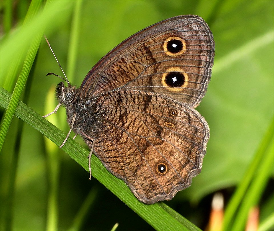 WOOD-NYMPH, COMMON (Cercyonis pegala) (07-31-2022) 5400 ft, scott mt pass, siskiyou co, ca (2)