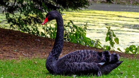 Black Swan