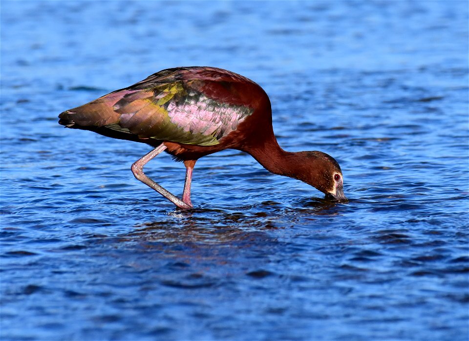 White-faced ibis at Seedskadee National Wildlife Refuge