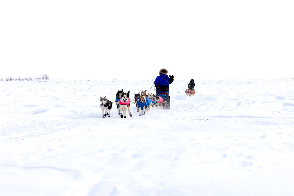 Kobuk 440 racers on the trail between the villages of Selawik and Ambler.