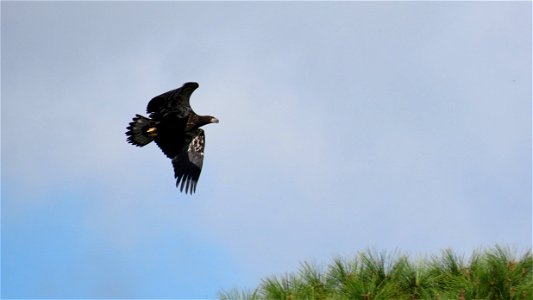 Bald Eagle photo