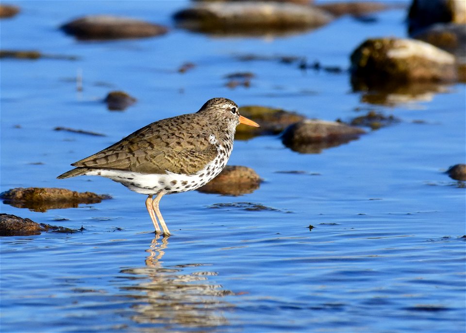 Spotted sandpiper at Seedskadee National Wildlife Refuge
