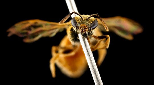 Lasioglossum vierecki, f, MA, face_2021-07-29-15.20.46 ZS PMax UDR