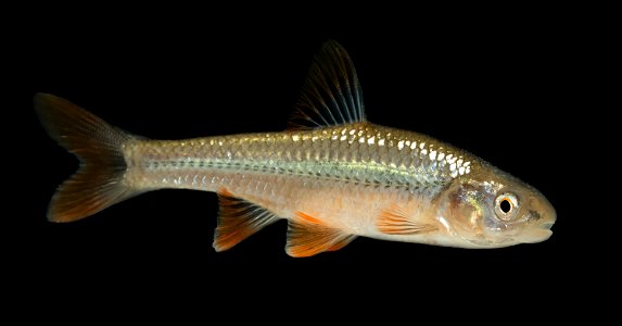 Topeka Shiner (Notropis topeka) Breeding Male photo