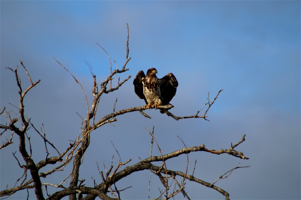 Immature Bald Eagle on Lake Andes National Wildlife Refuge photo