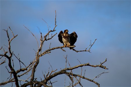 Immature Bald Eagle on Lake Andes National Wildlife Refuge photo