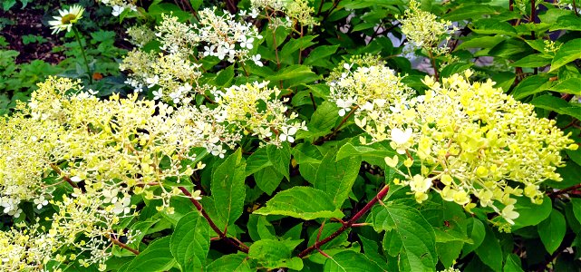 IMG_20200725_185523~2