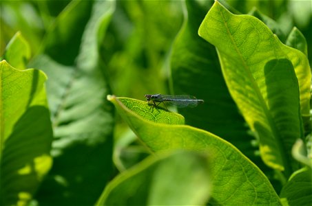 Damselfly resting on common milkweed photo