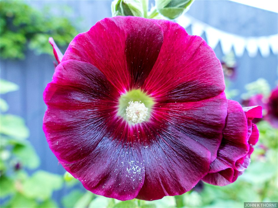Explore in the garden.