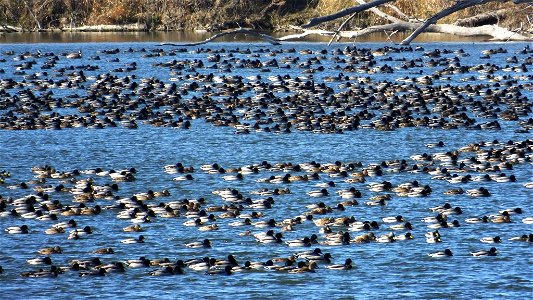 Ducks on the lake at DeSoto National Wildlife Refuge photo