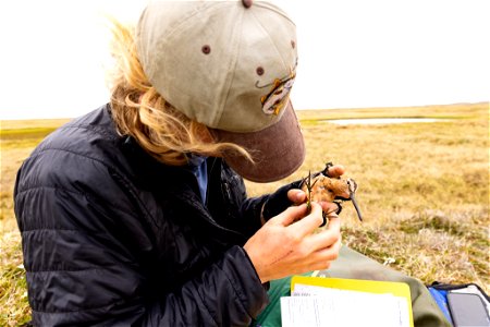 Measuring a long-billed dowitcher photo