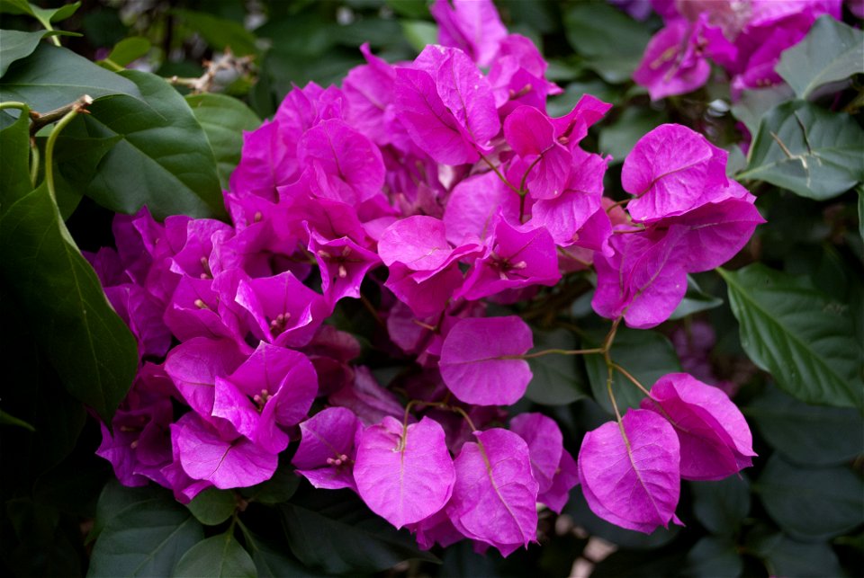 Hantaek Botanical Garden